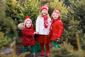 Where to get a real Christmas tree in York and North Yorkshire 2024