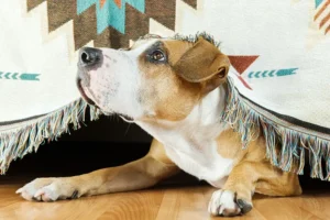 York pub offers dog owners ‘calm refuge’ for their pets on Bonfire Night
