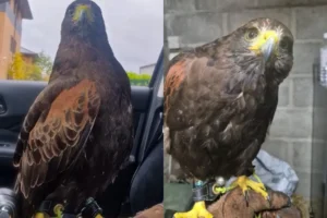 Update: Bird of prey missing from York found by farmer