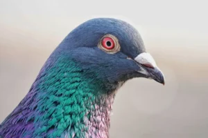 Pigeon escapes during attempted raid on sheds in Pickering