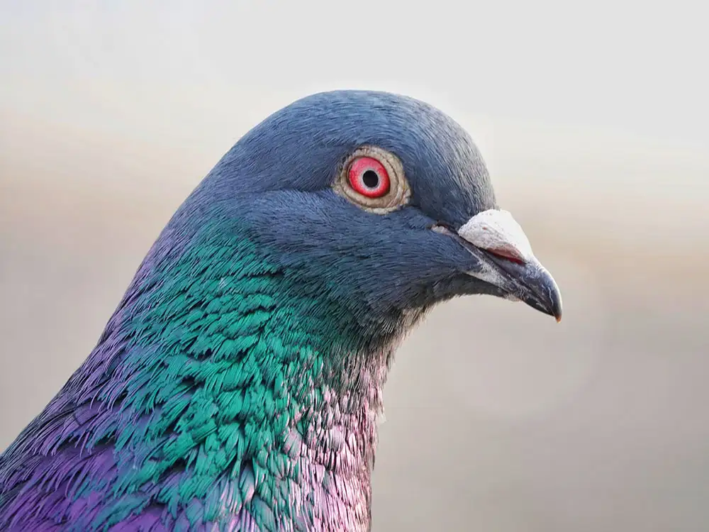 Pigeon escapes during attempted raid on sheds in Pickering