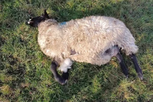 Seven sheep killed in their field after 4×4 deliberately driven into them