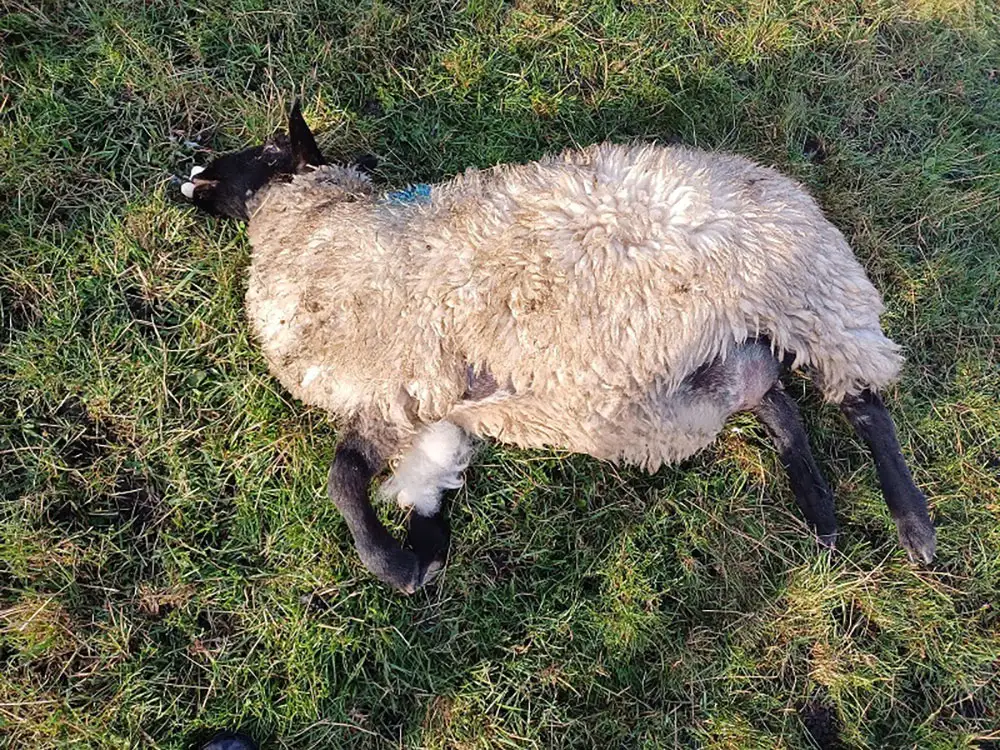 Seven sheep killed in their field after 4×4 deliberately driven into them