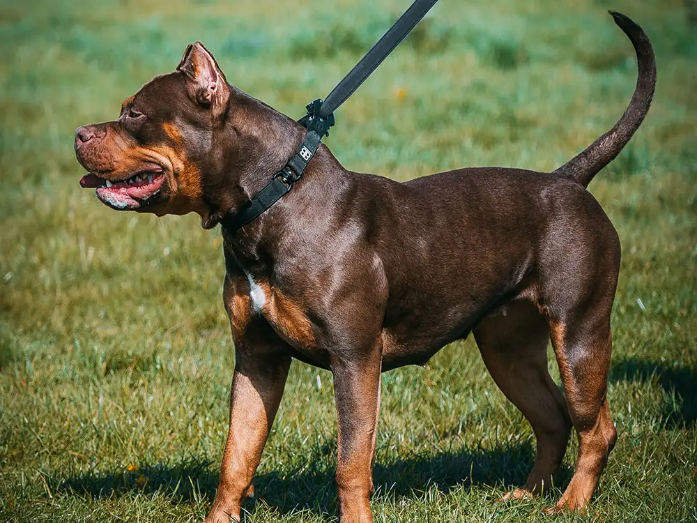 Dog that killed girl, 10, was an XL Bully, police confirm
