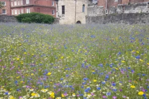 York park goes platinum after creating a ‘space for wellbeing and relaxation’