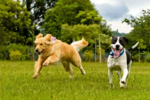 On-the-spot fines for dog fouling in York could be increased