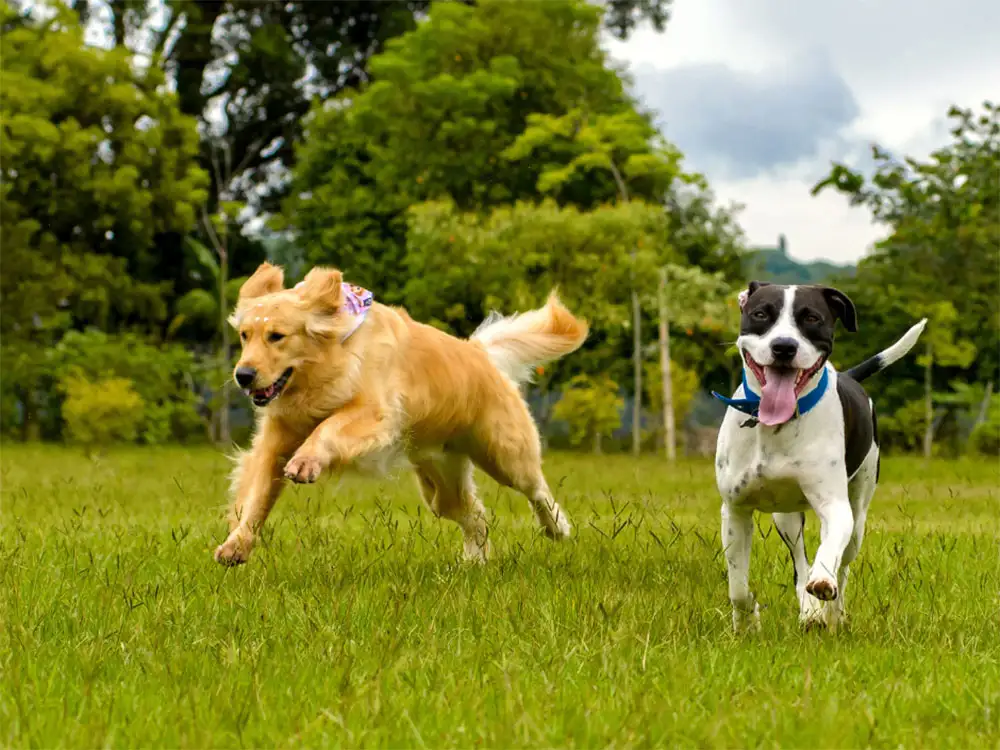 On-the-spot fines for dog fouling in York could be increased