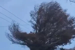 Storm Darragh: Trees, roofs and flagpoles blown down, roads flooded and events cancelled