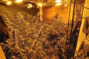 Two arrested over York ‘cannabis house’