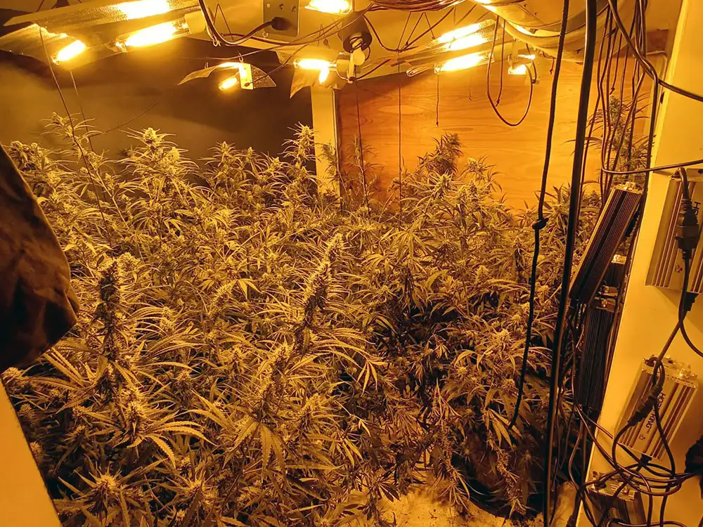 Two arrested over York ‘cannabis house’