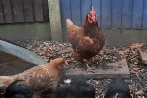 Two cases of bird flu found near Easingwold as restrictions expanded