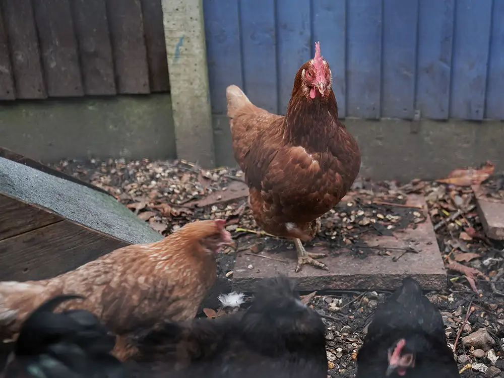 Two cases of bird flu found near Easingwold as restrictions expanded