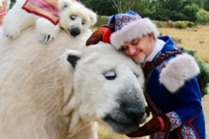 You can meet a polar bear in York this month