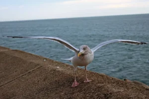 Council told to speed up plans to stop seagull attacks