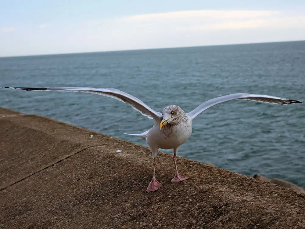 Council told to speed up plans to stop seagull attacks