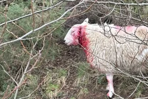 Sheep seriously injured in dog attack at Osmotherley