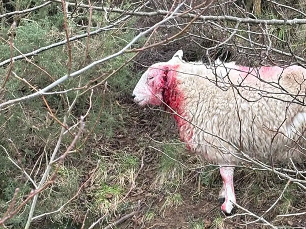 Sheep seriously injured in dog attack at Osmotherley