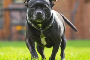 York man sentenced after bull terrier attacked and seriously injured another dog