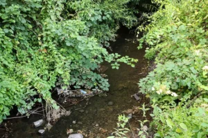 York waterway set to be restored to bring back inner-city wildlife