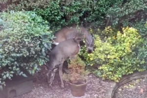 Wildlife ‘put at risk’ by York housing development, say residents