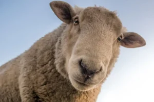 Sheep swims for her life after fall at North Yorkshire beauty spot