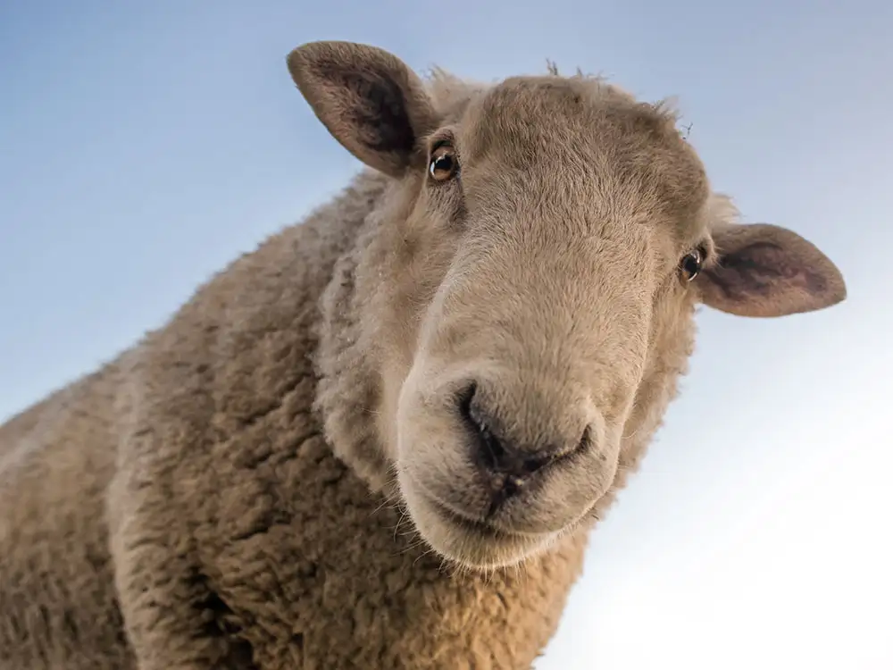 Sheep swims for her life after fall at North Yorkshire beauty spot
