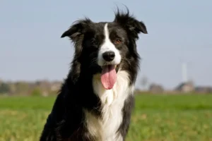 Firefighters rescue dog from cattle grid