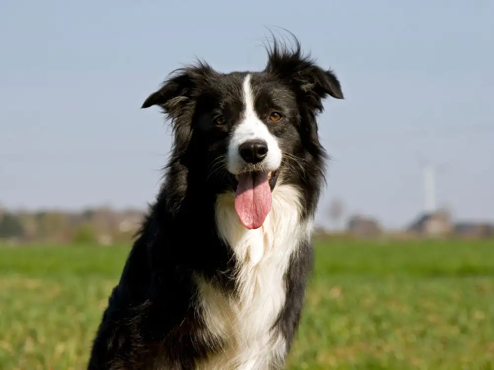 Firefighters rescue dog from cattle grid