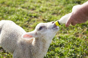 Where to bottle feed lambs in York and North Yorkshire this spring
