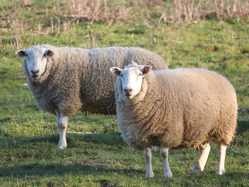First case of bird flu discovered in a sheep on Yorkshire farm