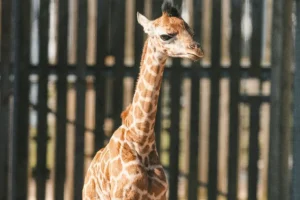 ‘Fantastic’ Mother’s Day surprise – as baby giraffe born at Flamingo Land