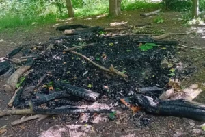 ‘It was like they wanted to destroy the woodland’: Despair over fires on York trail