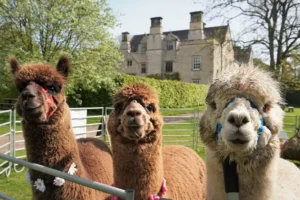 Popular North Yorkshire attraction opens for free for largest event of the year