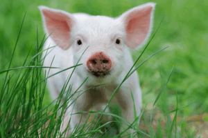 Visit these two North Yorkshire farms for special open day