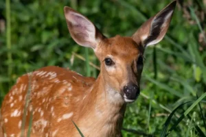Baby deer rescued by firefighters