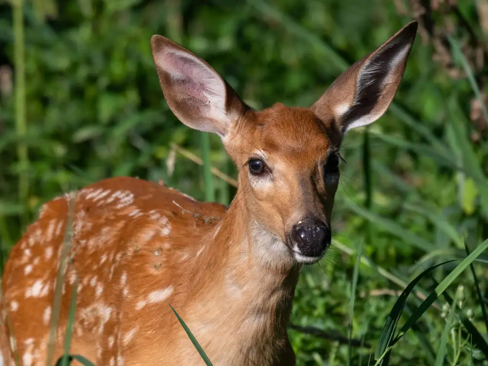 Baby deer rescued by firefighters