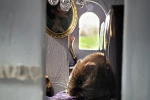 Watch: Mice live in their own tiny kingdom created in a York back garden
