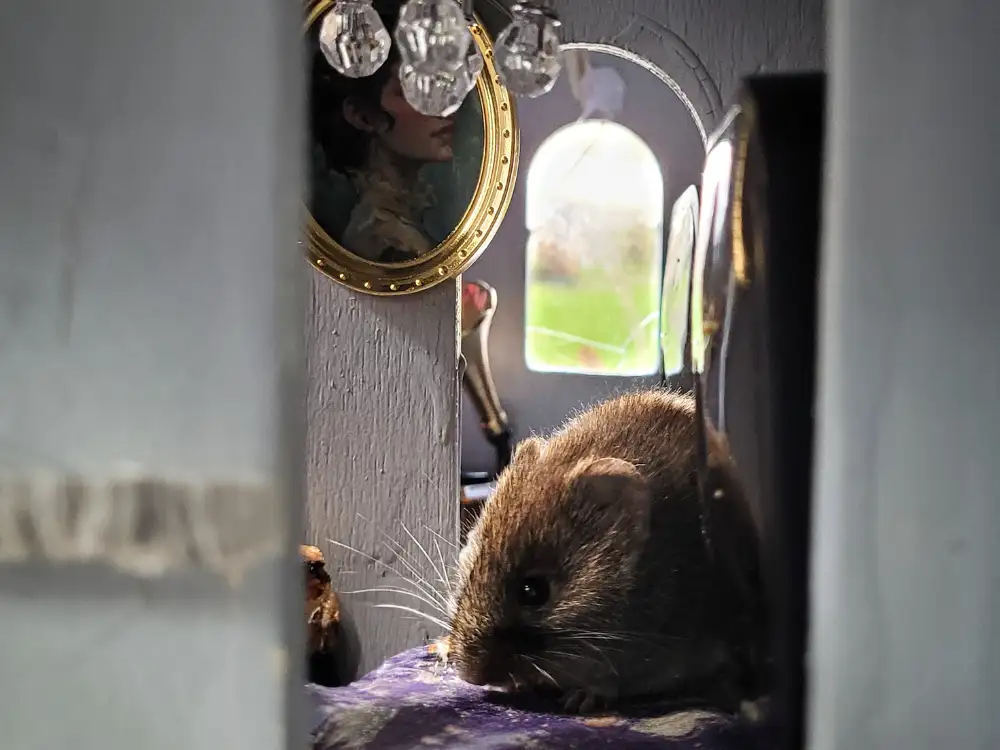 Watch: Mice live in their own tiny kingdom created in a York back garden