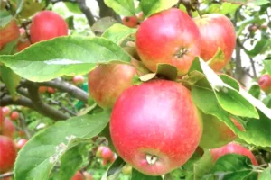 ‘We've got too many apples!’ York group asks for help with bumper crop