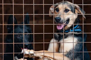 New figures reveal how many stray dogs were put down in York