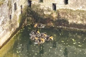 Seven ducklings saved from ‘fowl-smelling’ sewage tank