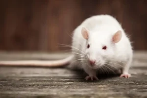 Fire at York home blamed on rodents