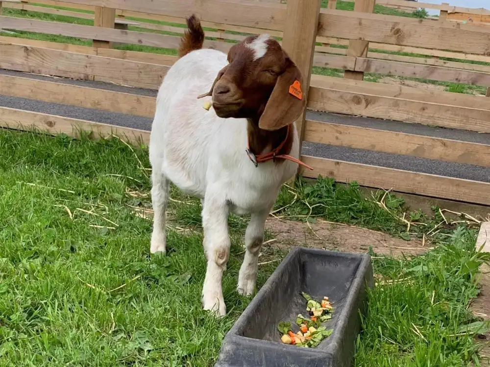 Beloved goat at York attraction dies after being fed human food