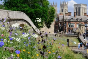 Pictures: Stunning wildflower display on York walls wins over the city