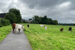 ‘Unacceptable!’ Youths on motorbikes chase and scream at cattle in York