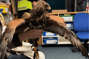 Lancashire poacher fined for cruelty to animals at North Yorkshire beauty spot