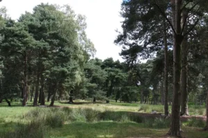 Campsite staff help to put out fire at York nature reserve
