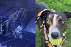 Thieves target North Yorkshire dog rehoming centre - one still missing