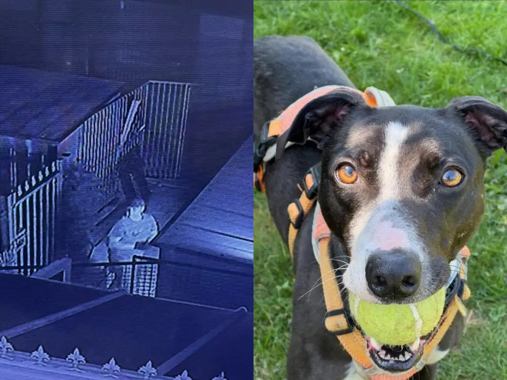 Thieves target North Yorkshire dog rehoming centre – one still missing