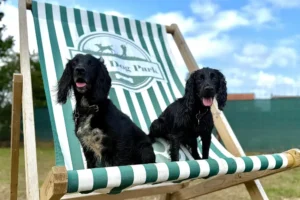 Pooch perfect! York dog park named best in the region – again